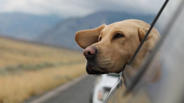 Lugares para visitar con tus mascotas