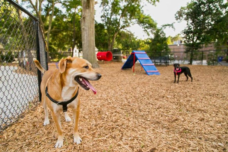 Parques para Perros en CDMX