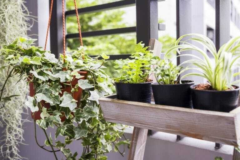 Cultivar jardín en espacios pequeños