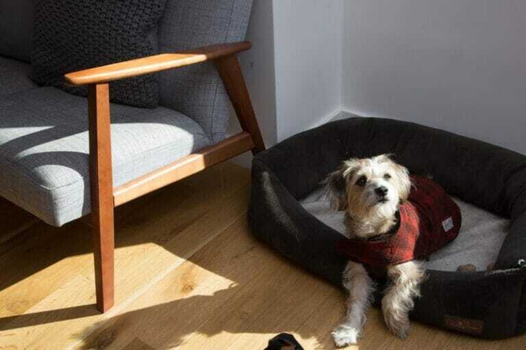 Consejos para adaptar a tu mascota al nuevo hogar